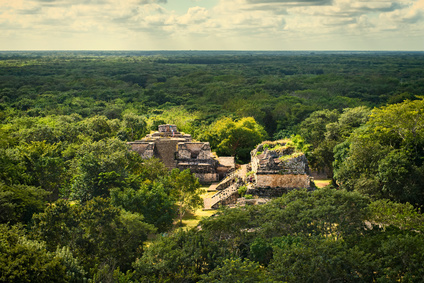 paysage avec des arbres